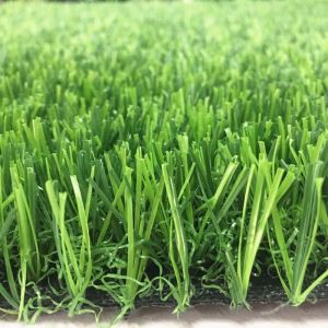 Sētas kūdras zāle